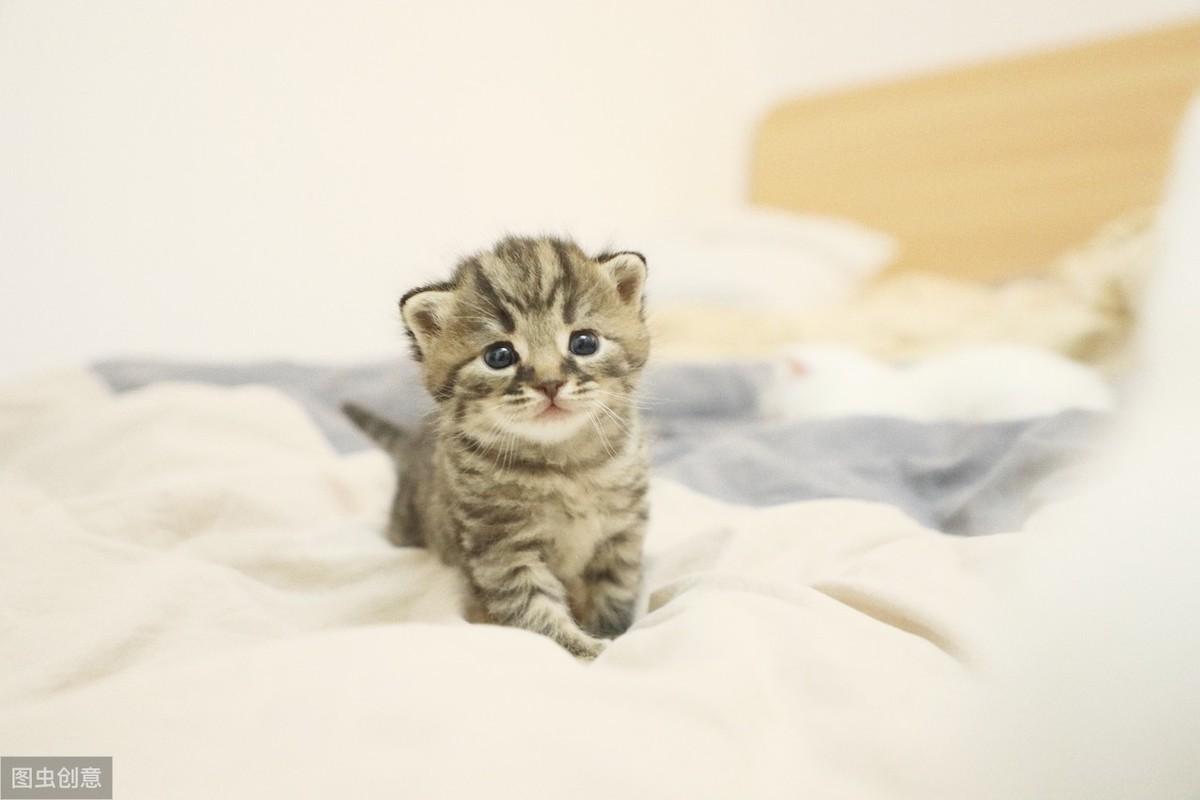 资源猫官网——打造高效资源搜索与分享平台