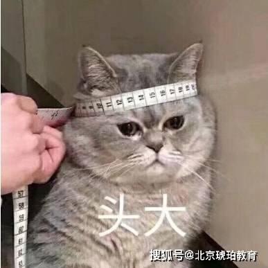 揭秘四不像，探索2021年必中特之意的深层含义，揭秘四不像，探索必中特之意的深层含义与探索之旅
