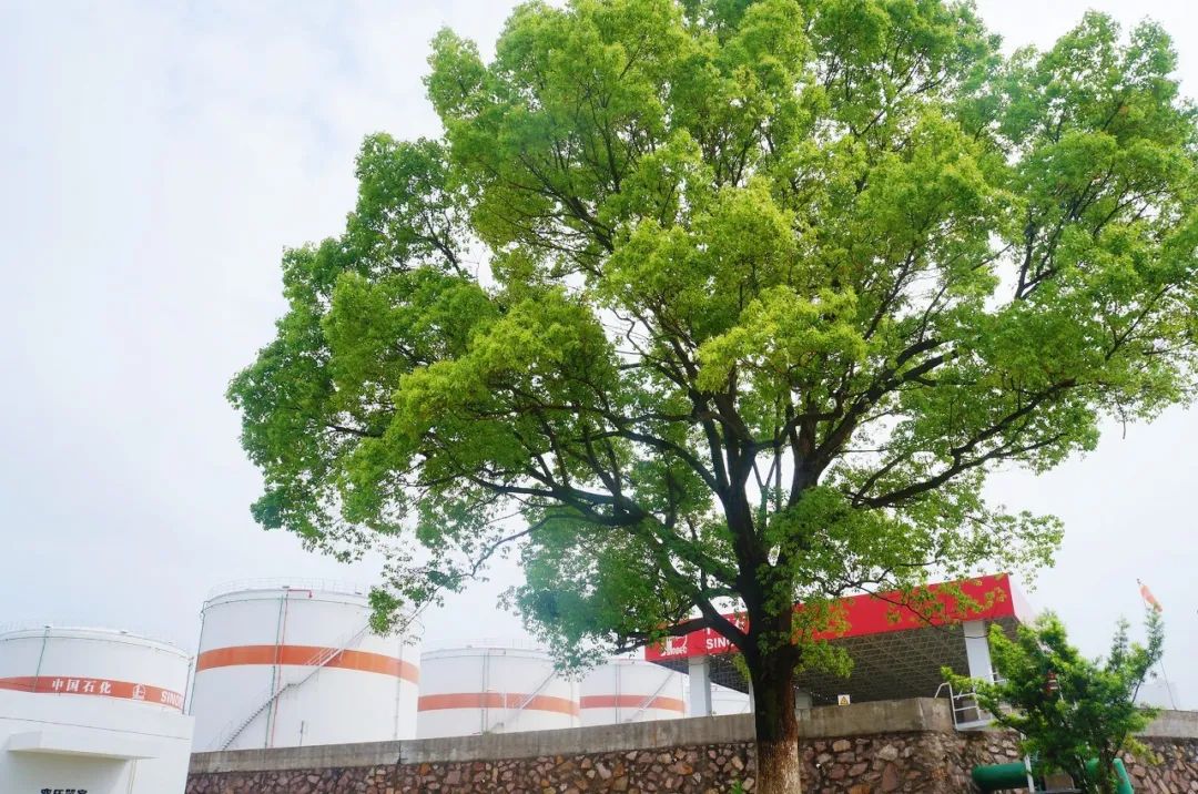 揭秘四不像，探寻2021年必中特背后的意义，揭秘四不像，探寻必中特背后的深层意义与影响