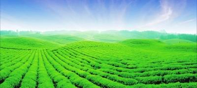 揭秘2019年特马生肖图，神秘预言与独特象征意义，揭秘，2019年生肖马特图预言与独特象征意义探索
